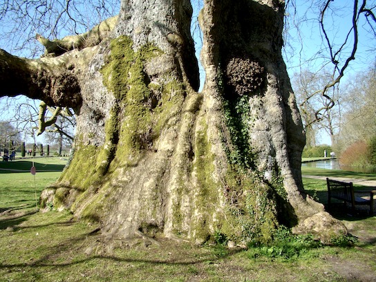 Mottisfont